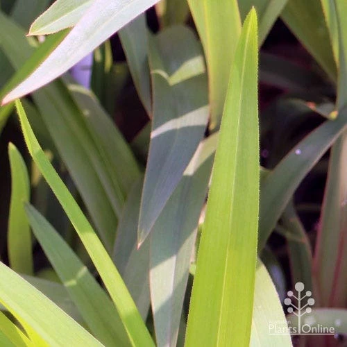 Dianella Cherry Red 11 Dianella Cherry Red - Image 9