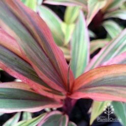 Cordyline Fruticosa Early Morning Diamond -Plant Sale Store emd top view