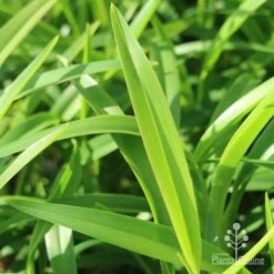 Dianella Emerald Fountain -Plant Sale Store emerald fountain leaf