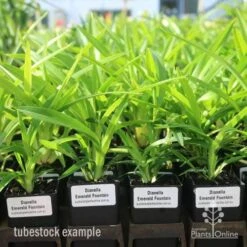 Dianella Emerald Fountain -Plant Sale Store emerald fountain tubestock standard
