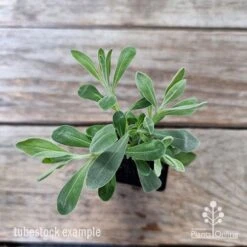 Eremophila Blue Horizon - Emu Bush -Plant Sale Store eremophila blue horizon 1