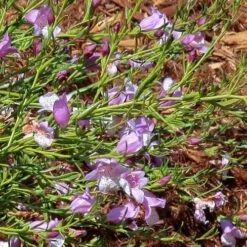 Eremophila Summertime Blue - Emu Bush 13 Eremophila Summertime Blue - Emu Bush -Plant Sale Store eremophila summertime blue flickr cultivar413 crop