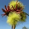 Eucalyptus Summer Scentsation - Flowering Gum 2 Eucalyptus Summer Scentsation - Flowering Gum -Plant Sale Store eucalptus summer scentsation 3