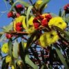 Australian Wildflower Illyarrie Redcap Gum - Seed 2 Australian Wildflower Illyarrie Redcap Gum - Seed -Plant Sale Store eucalyptus illyarrie redcap