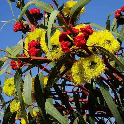Australian Wildflower Illyarrie Redcap Gum - Seed 3 Australian Wildflower Illyarrie Redcap Gum - Seed