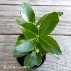 Euonymus Pierrolino - Variegated Spindle -Plant Sale Store euonymus pierrolino tubestock