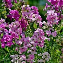 Sweet Pea Everlasting Mix - Seed 9 Sweet Pea Everlasting Mix - Seed -Plant Sale Store everlasting peas in sun