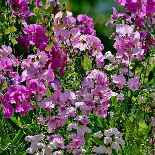Sweet Pea Everlasting Mix - Seed 5 Sweet Pea Everlasting Mix - Seed - Image 3