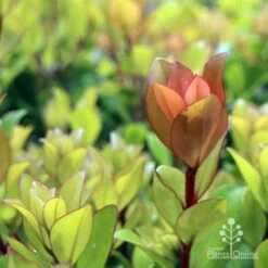 Metrosideros Little Ewan - Dwarf NZ Christmas Bush 20 Metrosideros Little Ewan - Dwarf NZ Christmas Bush -Plant Sale Store ewan leaf colour new