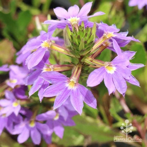 Scaevola Purple Fanfare - Fan Flower 4 Scaevola Purple Fanfare - Fan Flower - Image 2