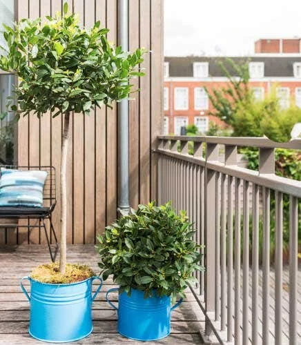 Laurus Nobilis - Bay Tree 4 Laurus Nobilis - Bay Tree - Image 2