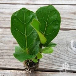 Ficus Lyrata Bambino - Fiddle Leaf Fig 16 Ficus Lyrata Bambino - Fiddle Leaf Fig -Plant Sale Store ficus bambino 2