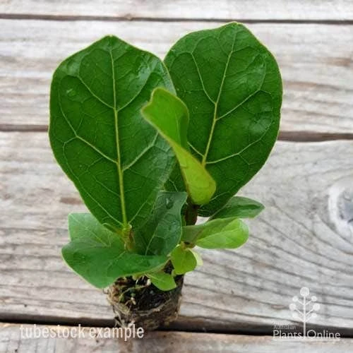 Ficus Lyrata Bambino - Fiddle Leaf Fig 9 Ficus Lyrata Bambino - Fiddle Leaf Fig - Image 7