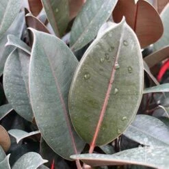 Ficus Elastica Burgundy - Rubber Plant 20 Ficus Elastica Burgundy - Rubber Plant -Plant Sale Store ficus burgundy leaves