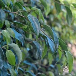Ficus Benjamina Midnight Beauty - Weeping Fig 13 Ficus Benjamina Midnight Beauty - Weeping Fig -Plant Sale Store ficus midnight beauty foliage