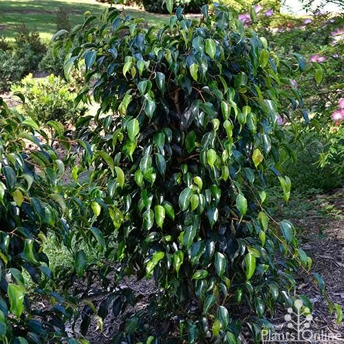 Ficus Benjamina Midnight Beauty - Weeping Fig 10 Ficus Benjamina Midnight Beauty - Weeping Fig - Image 8
