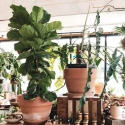 Ficus Lyrata - Fiddle Leaf Fig -Plant Sale Store ficus lyrata in terracotta