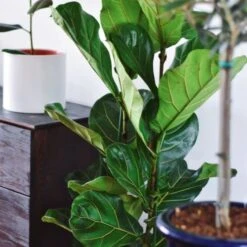 Ficus Lyrata - Fiddle Leaf Fig -Plant Sale Store ficus lyrata leaf 500 1