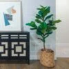 Ficus Lyrata - Fiddle Leaf Fig 1 Ficus Lyrata - Fiddle Leaf Fig -Plant Sale Store ficus lyrata room 500 1