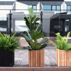 Ficus Lyrata - Fiddle Leaf Fig -Plant Sale Store ficus lyrata wooden planter 500 1