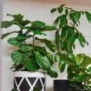 Ficus Lyrata Bambino - Fiddle Leaf Fig 1 Ficus Lyrata Bambino - Fiddle Leaf Fig -Plant Sale Store fiddle leaf fig indoor