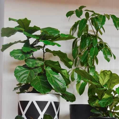 Ficus Lyrata Bambino - Fiddle Leaf Fig 3 Ficus Lyrata Bambino - Fiddle Leaf Fig