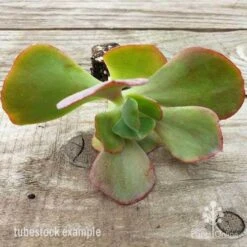 Echeveria Fire And Ice - Succulent -Plant Sale Store fire and ice leaves 500 1