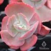 Echeveria Fire And Ice - Succulent 1 Echeveria Fire And Ice - Succulent -Plant Sale Store fire and ice red 500