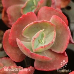 Echeveria Fire And Ice - Succulent -Plant Sale Store fire ice top view