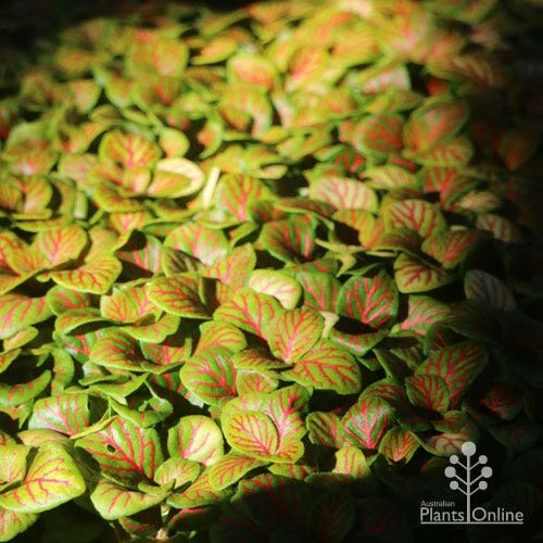 Fittonia Skeleton - Snakeskin Plant 4 Fittonia Skeleton - Snakeskin Plant - Image 2