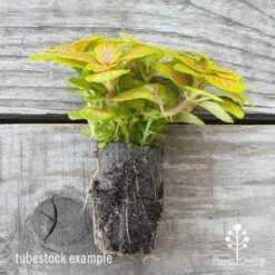 Fittonia Skeleton - Snakeskin Plant 9 Fittonia Skeleton - Snakeskin Plant -Plant Sale Store fittonia skeleton plug 500 1