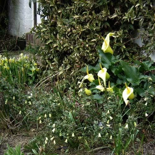 Correa Nummulariifolia - Roundleaf Correa 6 Correa Nummulariifolia - Roundleaf Correa - Image 4