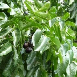 Burdekin Plum - Pleiogynium -Plant Sale Store flickr wendy cutler burdekin plum fruits