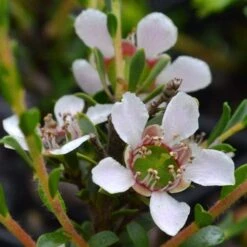 Leptospermum Liversidgei Mozzie Blocker 15 Leptospermum Liversidgei Mozzie Blocker -Plant Sale Store flowers 2