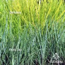 Lomandra Frosty Top 16 Lomandra Frosty Top -Plant Sale Store frosty top against dalliance 1