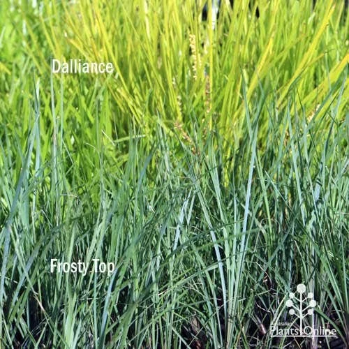 Lomandra Frosty Top 8 Lomandra Frosty Top - Image 6