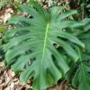 Monstera Deliciosa - Fruit Salad Plant, Swiss Cheese 1 Monstera Deliciosa - Fruit Salad Plant, Swiss Cheese -Plant Sale Store fruit salad plant monstera deliciosa