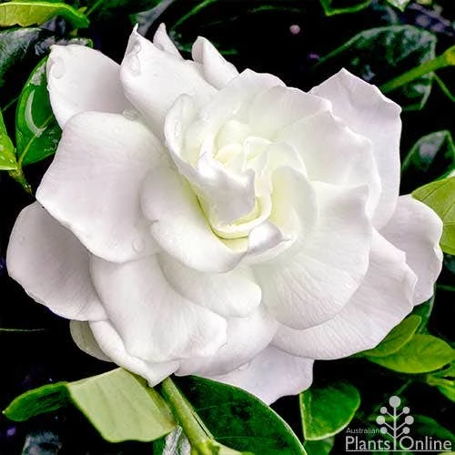 Gardenia True Love 3 Gardenia True Love