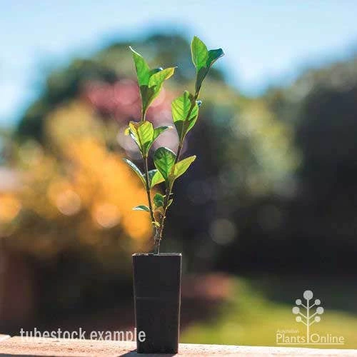 Gardenia True Love 4 Gardenia True Love - Image 2