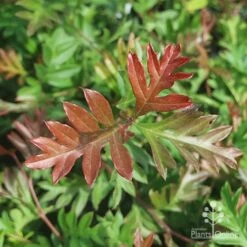 Grevillea Gaudichaudii -Plant Sale Store gaudichadi grevillea leaf colour