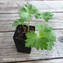 Geranium Rozanne -Plant Sale Store geranium rozanne tubestock