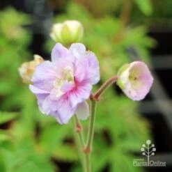 Geranium Summer Skies 9 Geranium Summer Skies -Plant Sale Store geranium summer skies closeup