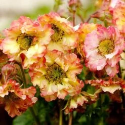 Geum Pretticoats Peach -Plant Sale Store geum pretticoats peach 1
