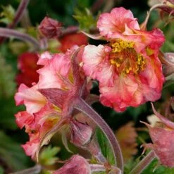 Geum Pretticoats Peach -Plant Sale Store geum pretticoats peach 3