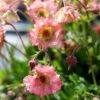 Geum Pretticoats Peach 1 Geum Pretticoats Peach -Plant Sale Store geum pretticoats peach 4