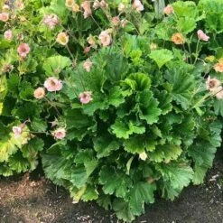 Geum Pretticoats Peach -Plant Sale Store geum pretticoats peach leaves