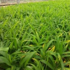 Zingiber - Edible Ginger -Plant Sale Store ginger plugs 500