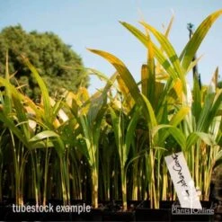 Golden Cane Palm - Dypsis 7 Golden Cane Palm - Dypsis -Plant Sale Store golden cane tube 2