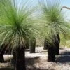 Xanthorrhoea - Grass Tree 2 Xanthorrhoea - Grass Tree -Plant Sale Store grass tree 500
