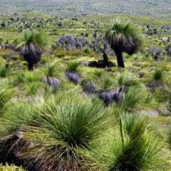 Xanthorrhoea - Grass Tree 18 Xanthorrhoea - Grass Tree -Plant Sale Store grass tree landscape 2